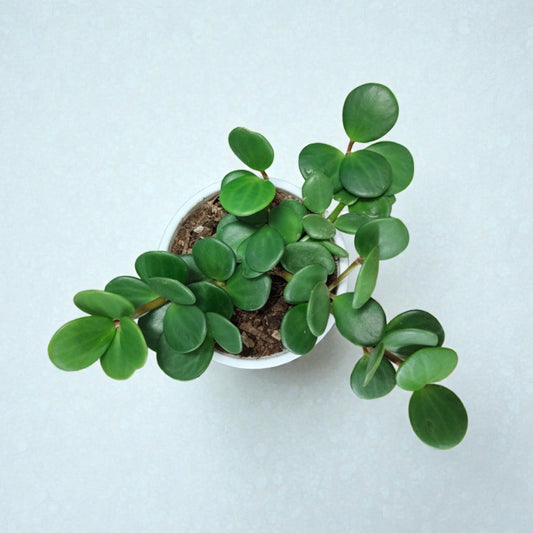 Peperomia Hope (Peperomia Tetraphylla) Live Plant – Mature Medium Size, Well-Rooted, Bare-Rooted Indoor Hanging Plant