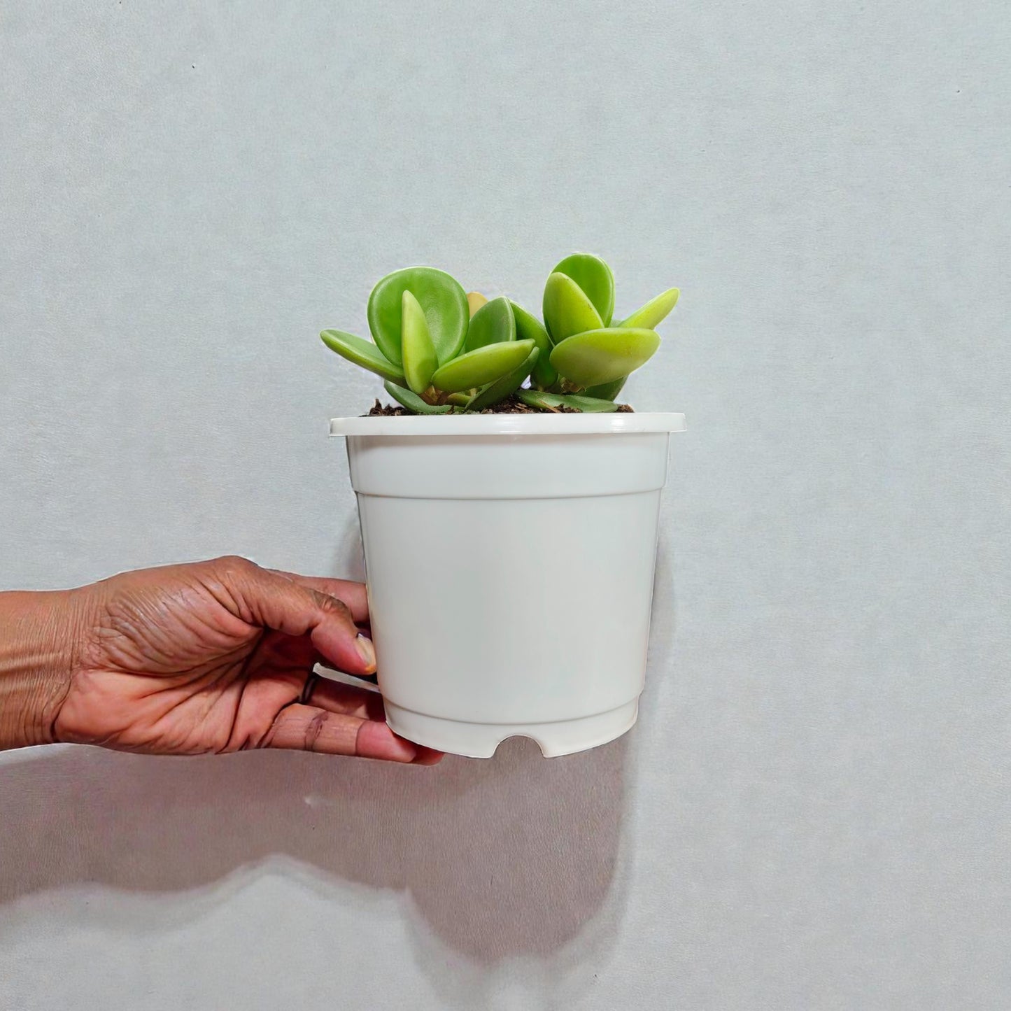 Peperomia Hope (Peperomia Tetraphylla) Live Plant – Mature Medium Size, Well-Rooted, Bare-Rooted Indoor Hanging Plant