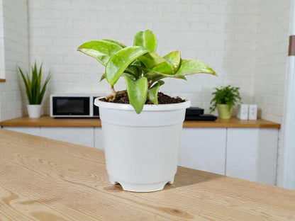 Hoya Krimson Queen Green Variegated Indoor Plant (Bare-Rooted)