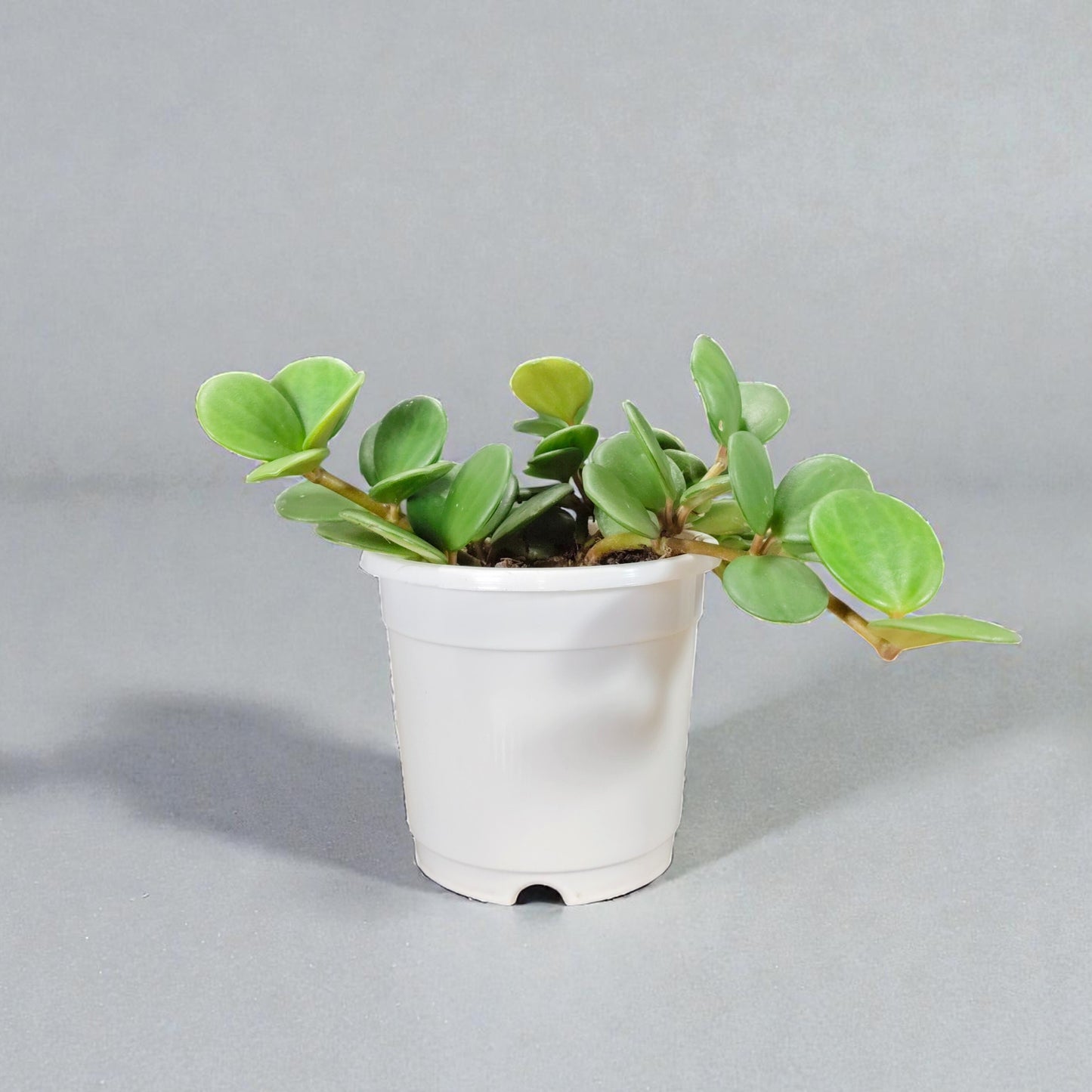 Peperomia Hope (Peperomia Tetraphylla) Live Plant – Mature Medium Size, Well-Rooted, Bare-Rooted Indoor Hanging Plant