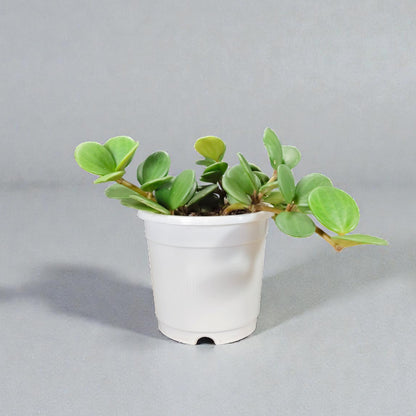 Peperomia Hope (Peperomia Tetraphylla) Live Plant – Mature Medium Size, Well-Rooted, Bare-Rooted Indoor Hanging Plant