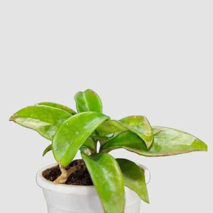 Hoya Krimson Queen Green Variegated Indoor Plant (Bare-Rooted)