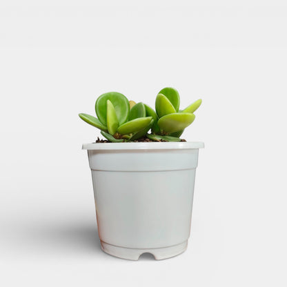 Peperomia Hope (Peperomia Tetraphylla) Live Plant – Mature Medium Size, Well-Rooted, Bare-Rooted Indoor Hanging Plant