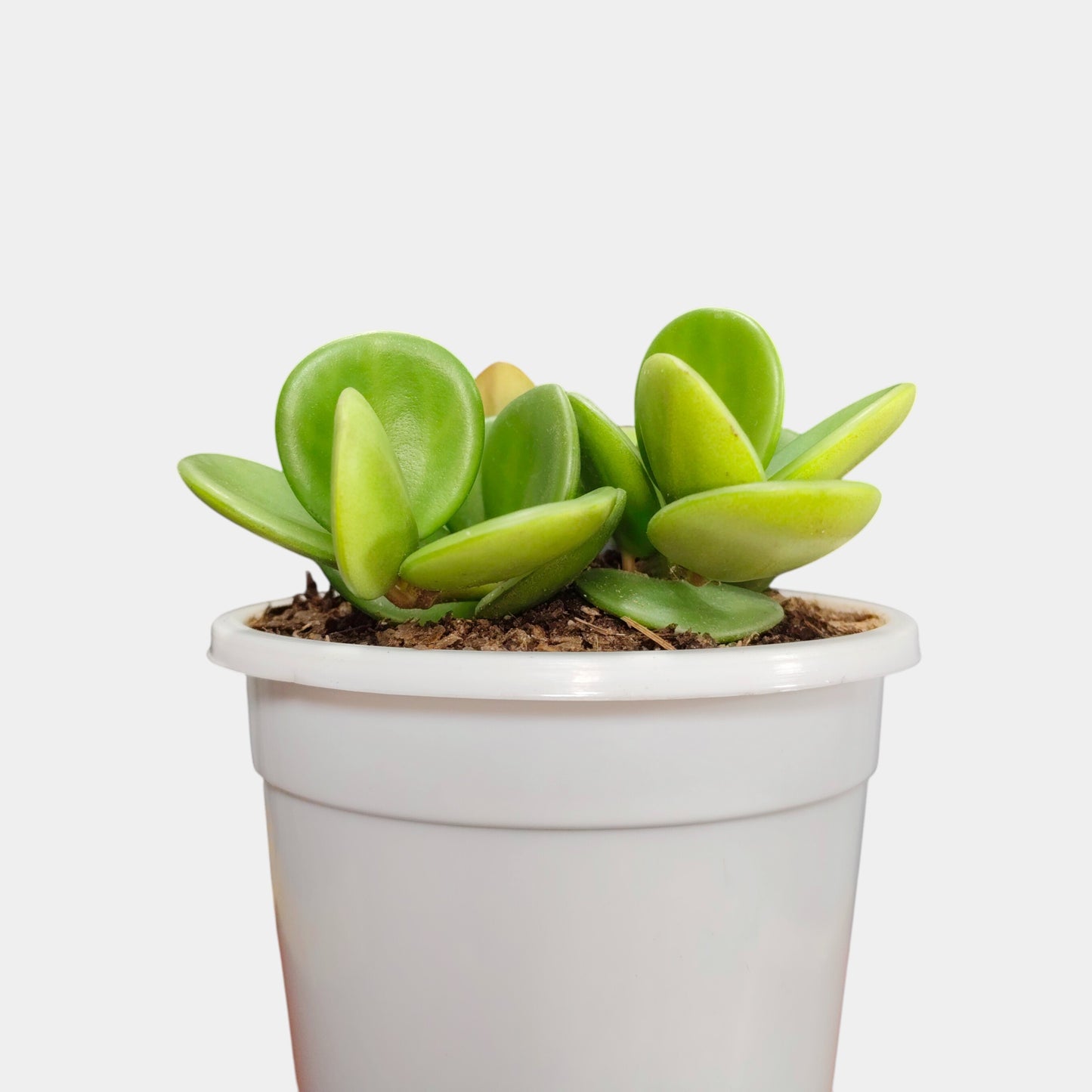 Peperomia Hope (Peperomia Tetraphylla) Live Plant – Mature Medium Size, Well-Rooted, Bare-Rooted Indoor Hanging Plant