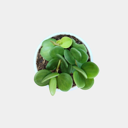 Peperomia Hope (Peperomia Tetraphylla) Live Plant – Mature Medium Size, Well-Rooted, Bare-Rooted Indoor Hanging Plant