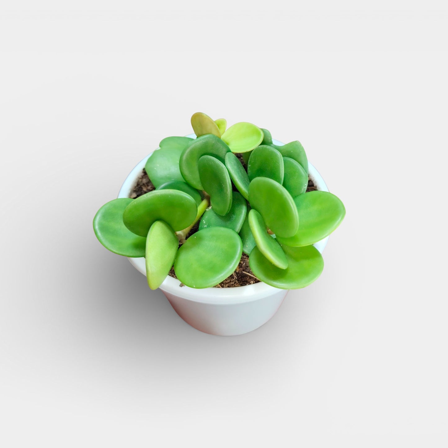 Peperomia Hope (Peperomia Tetraphylla) Live Plant – Mature Medium Size, Well-Rooted, Bare-Rooted Indoor Hanging Plant