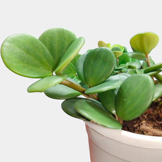 Peperomia Hope (Peperomia Tetraphylla) Live Plant – Mature Medium Size, Well-Rooted, Bare-Rooted Indoor Hanging Plant