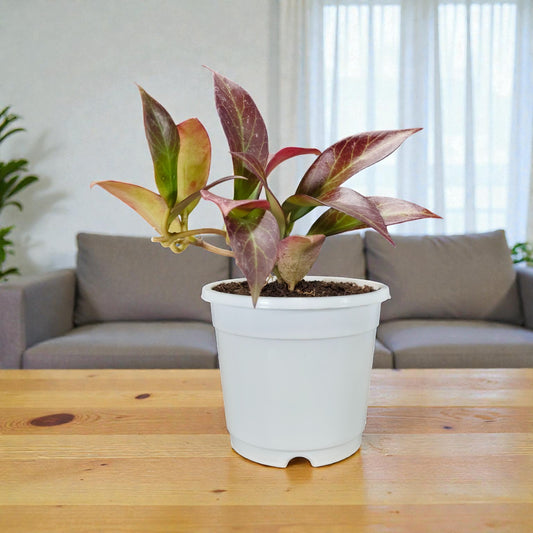 Hoya Sunrise (Hoya lacunosa × Hoya obscura) Live Plant – Mature Medium Size, Well-Rooted, Bare-Rooted Indoor Hanging Hoya
