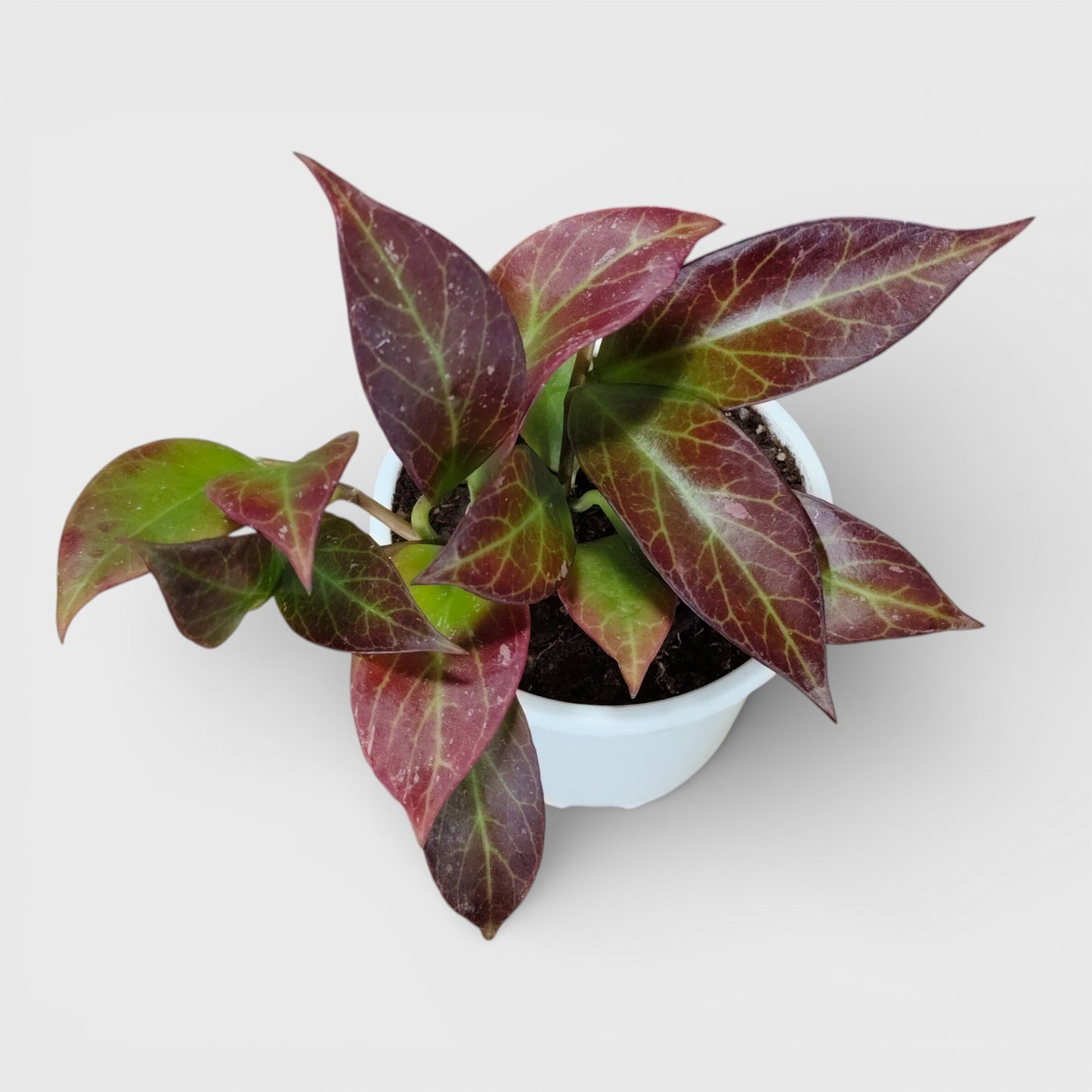 Hoya Sunrise (Hoya lacunosa × Hoya obscura) Live Plant – Mature Medium Size, Well-Rooted, Bare-Rooted Indoor Hanging Hoya