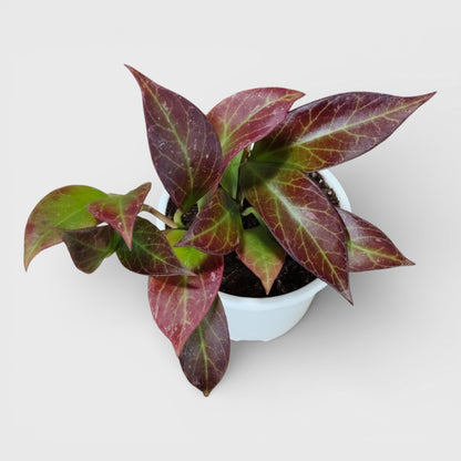 Hoya Sunrise (Hoya lacunosa × Hoya obscura) Live Plant – Mature Medium Size, Well-Rooted, Bare-Rooted Indoor Hanging Hoya