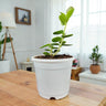 Hoya Cummingiana (Hoya cumingiana Decne) Live Plant – Mature Medium Size, Well-Rooted, Bare-Rooted Indoor Hoya