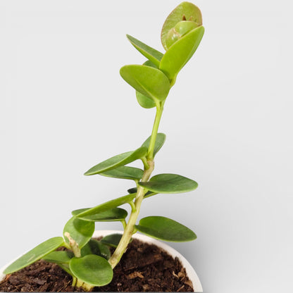 Hoya Cummingiana (Hoya cumingiana Decne) Live Plant – Mature Medium Size, Well-Rooted, Bare-Rooted Indoor Hoya