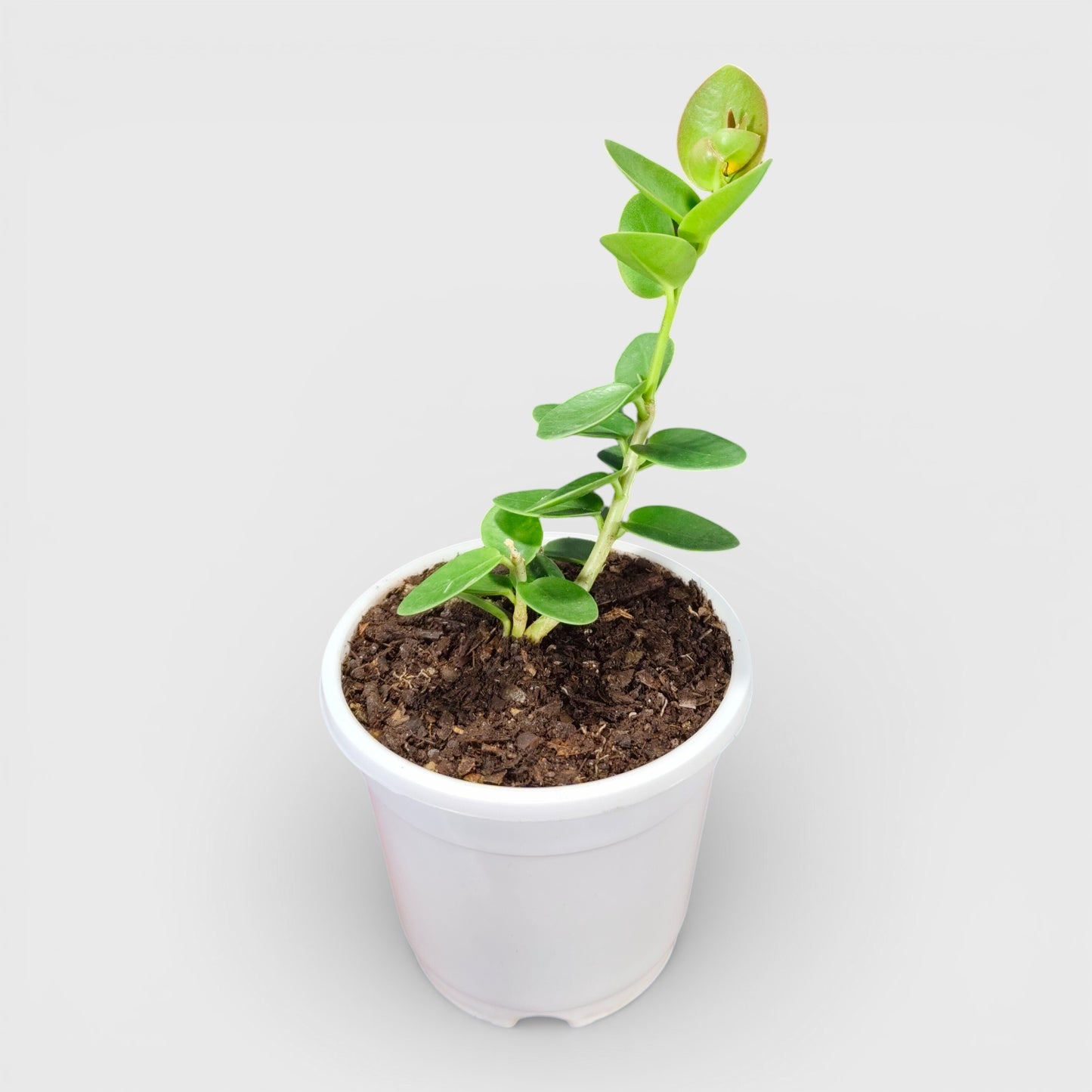 Hoya Cummingiana (Hoya cumingiana Decne) Live Plant – Mature Medium Size, Well-Rooted, Bare-Rooted Indoor Hoya