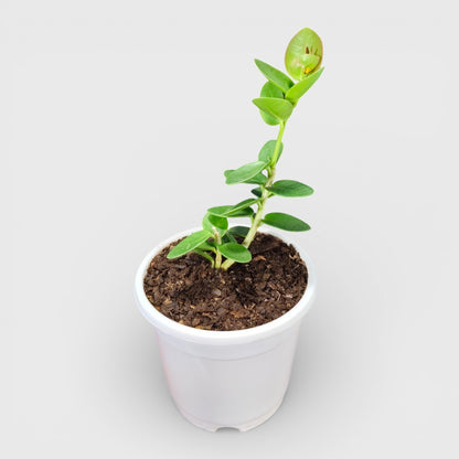 Hoya Cummingiana (Hoya cumingiana Decne) Live Plant – Mature Medium Size, Well-Rooted, Bare-Rooted Indoor Hoya