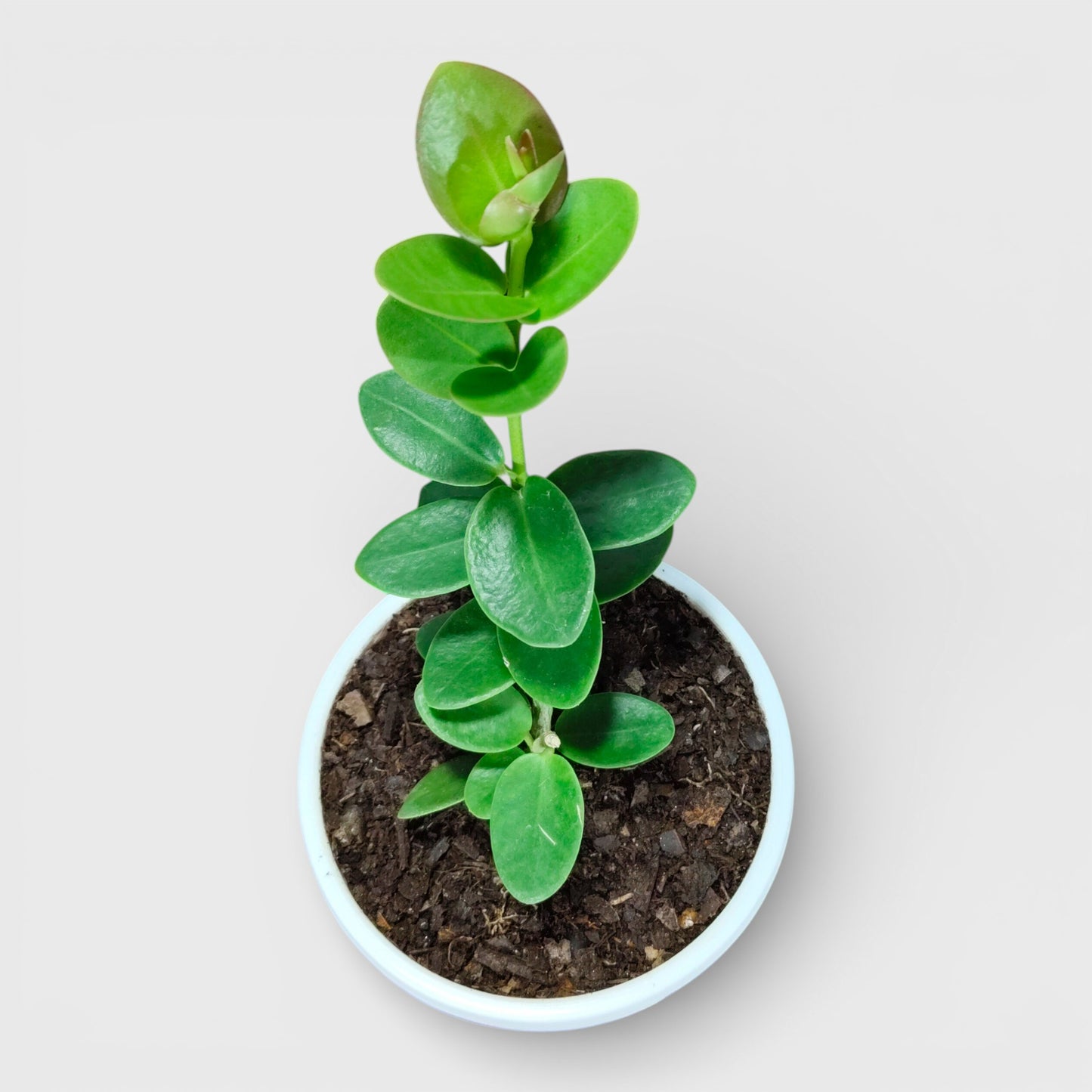 Hoya Cummingiana (Hoya cumingiana Decne) Live Plant – Mature Medium Size, Well-Rooted, Bare-Rooted Indoor Hoya