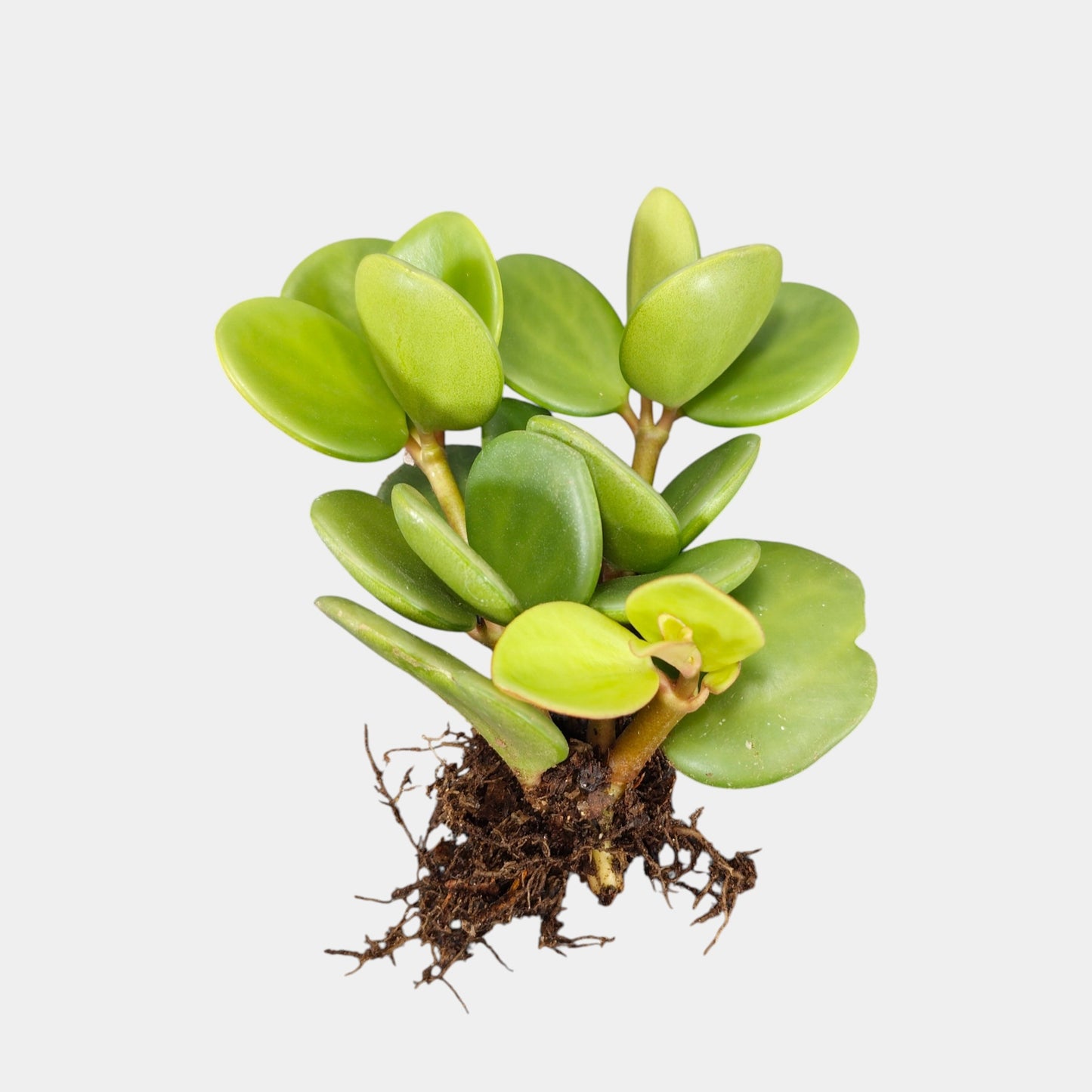 Peperomia Hope (Peperomia Tetraphylla) Live Plant – Mature Medium Size, Well-Rooted, Bare-Rooted Indoor Hanging Plant