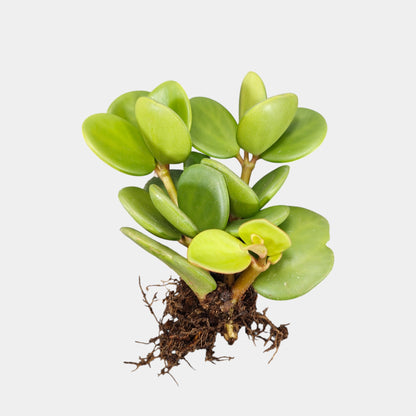 Peperomia Hope (Peperomia Tetraphylla) Live Plant – Mature Medium Size, Well-Rooted, Bare-Rooted Indoor Hanging Plant