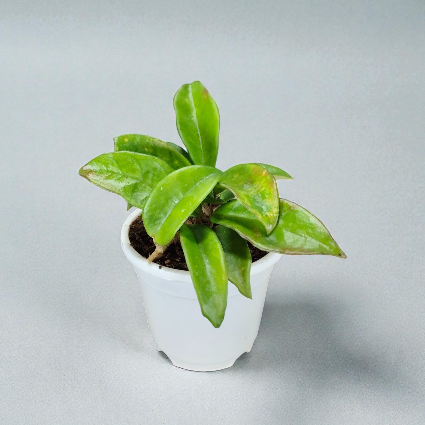 Hoya Krimson Queen Green Variegated Indoor Plant (Bare-Rooted)