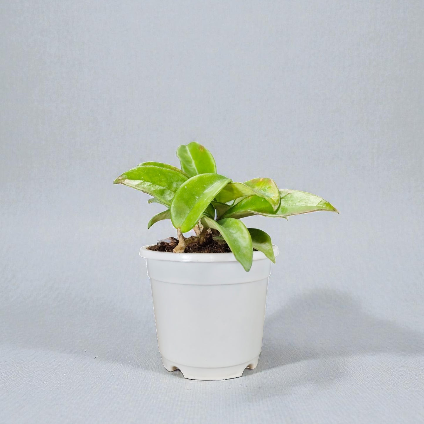 Hoya Krimson Queen Green Variegated Indoor Plant (Bare-Rooted)