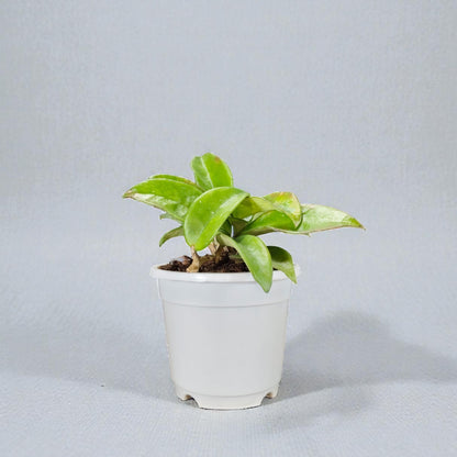 Hoya Krimson Queen Green Variegated Indoor Plant (Bare-Rooted)