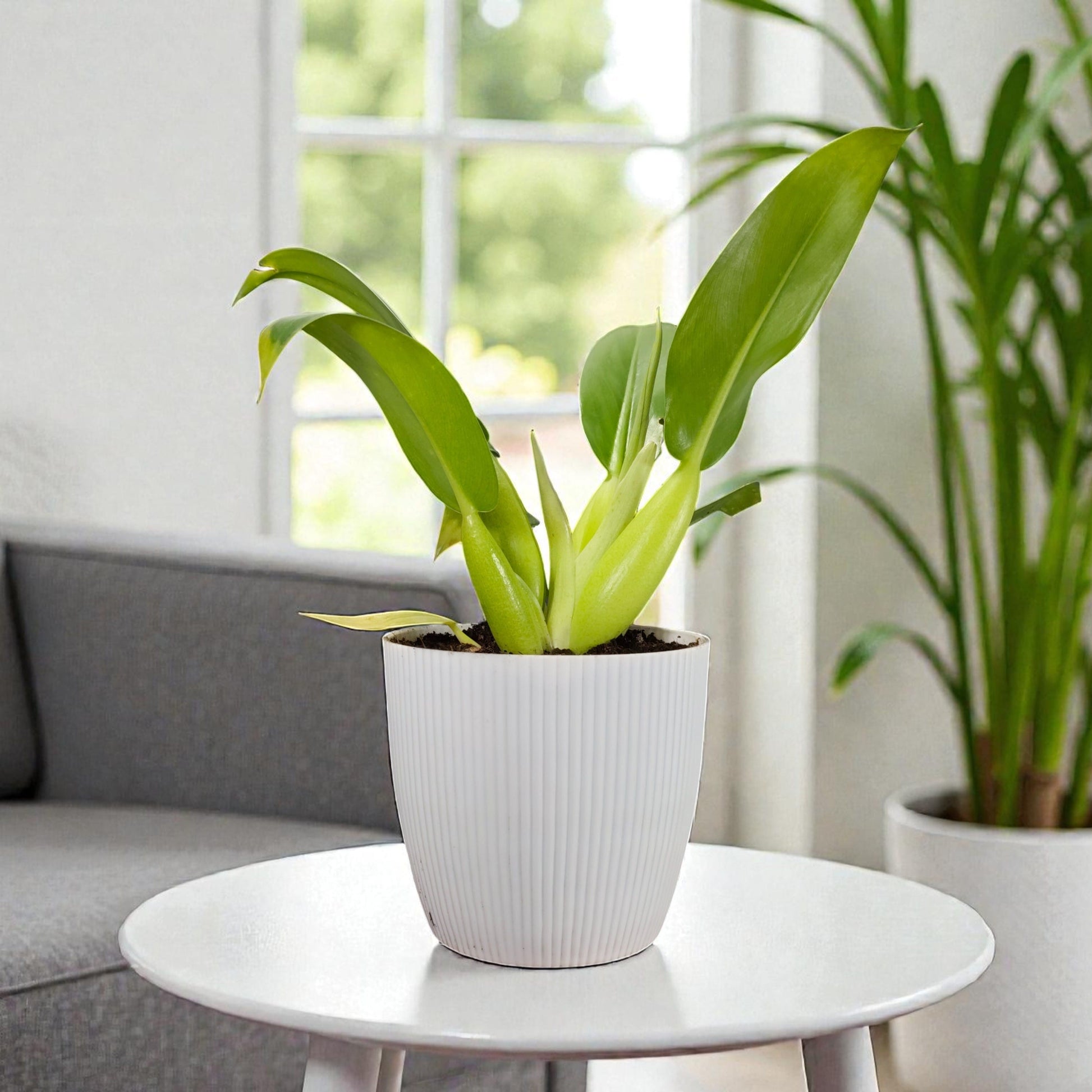 philodendron martianum care Buy Philodendron Fat Boy Online India