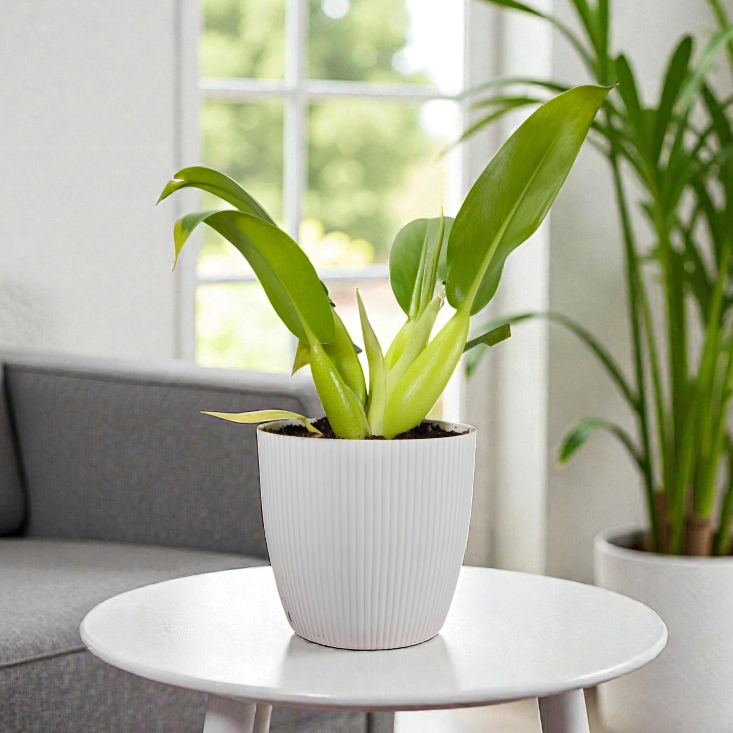 Philodendron Fat Boy (Philodendron Martianum) Bare-Rooted Plant: Low-Maintenance | Easy Care Indoor Plant