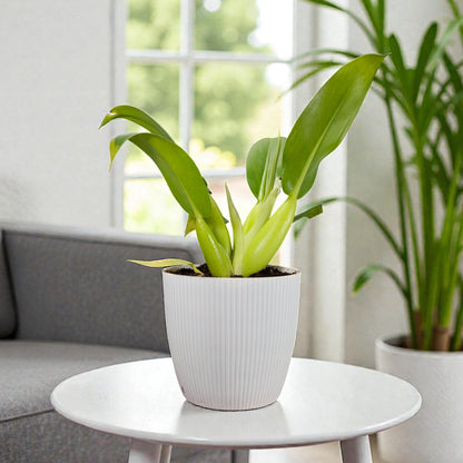 Philodendron Fat Boy (Philodendron Martianum) Bare-Rooted Plant: Low-Maintenance | Easy Care Indoor Plant