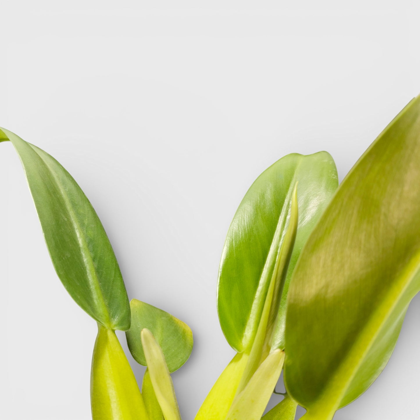 Philodendron Fat Boy (Philodendron Martianum) Bare-Rooted Plant: Low-Maintenance | Easy Care Indoor Plant