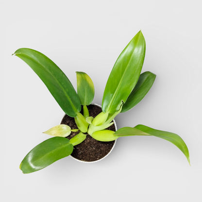 Philodendron Fat Boy (Philodendron Martianum) Bare-Rooted Plant: Low-Maintenance | Easy Care Indoor Plant