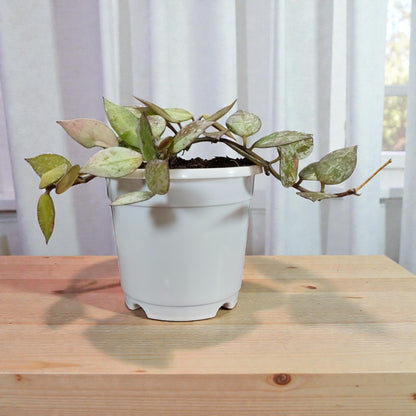 Hoya Krohniana Black Silver Live Plant – Mature, Well-Rooted Bare-Rooted Indoor Hanging Plant