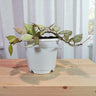 Hoya Krohniana Black Silver Live Plant – Mature, Well-Rooted Bare-Rooted Indoor Hanging Plant