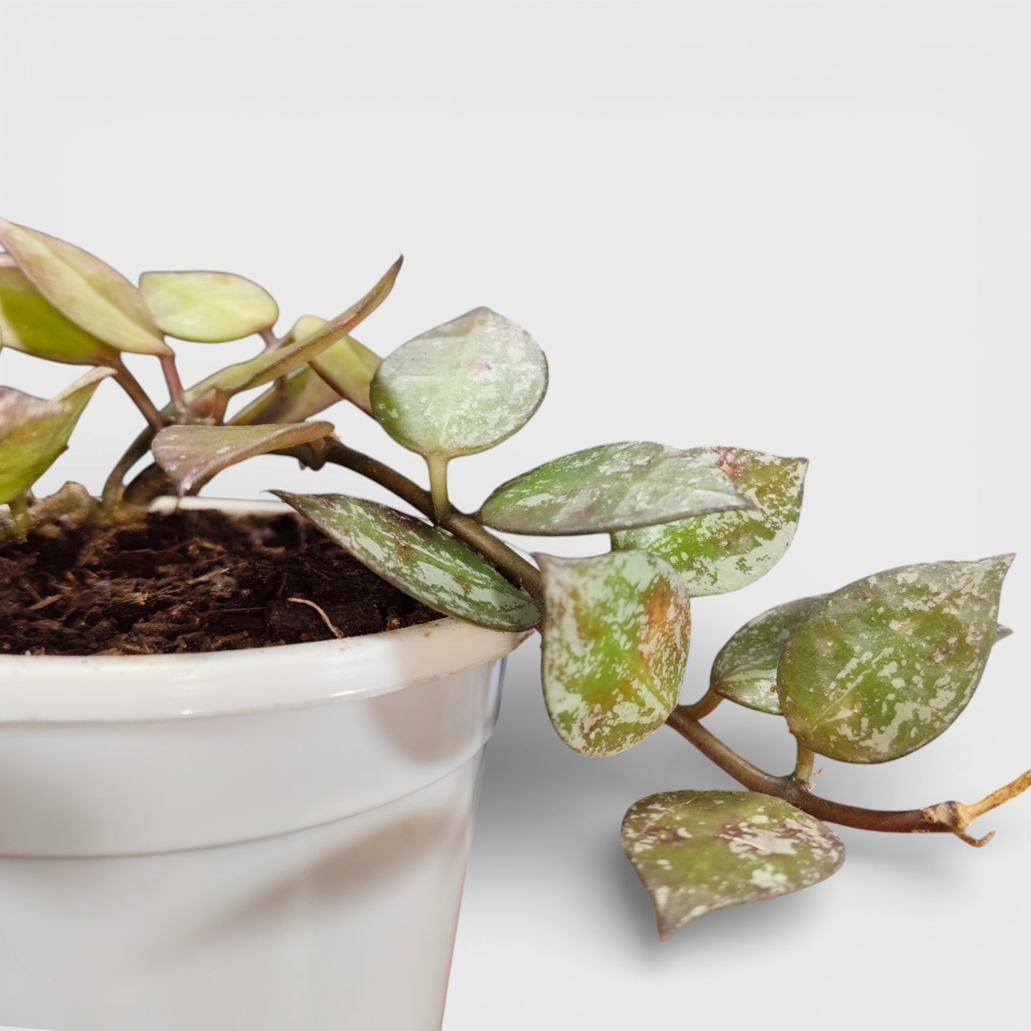 Hoya Krohniana Black Silver Live Plant – Mature, Well-Rooted Bare-Rooted Indoor Hanging Plant