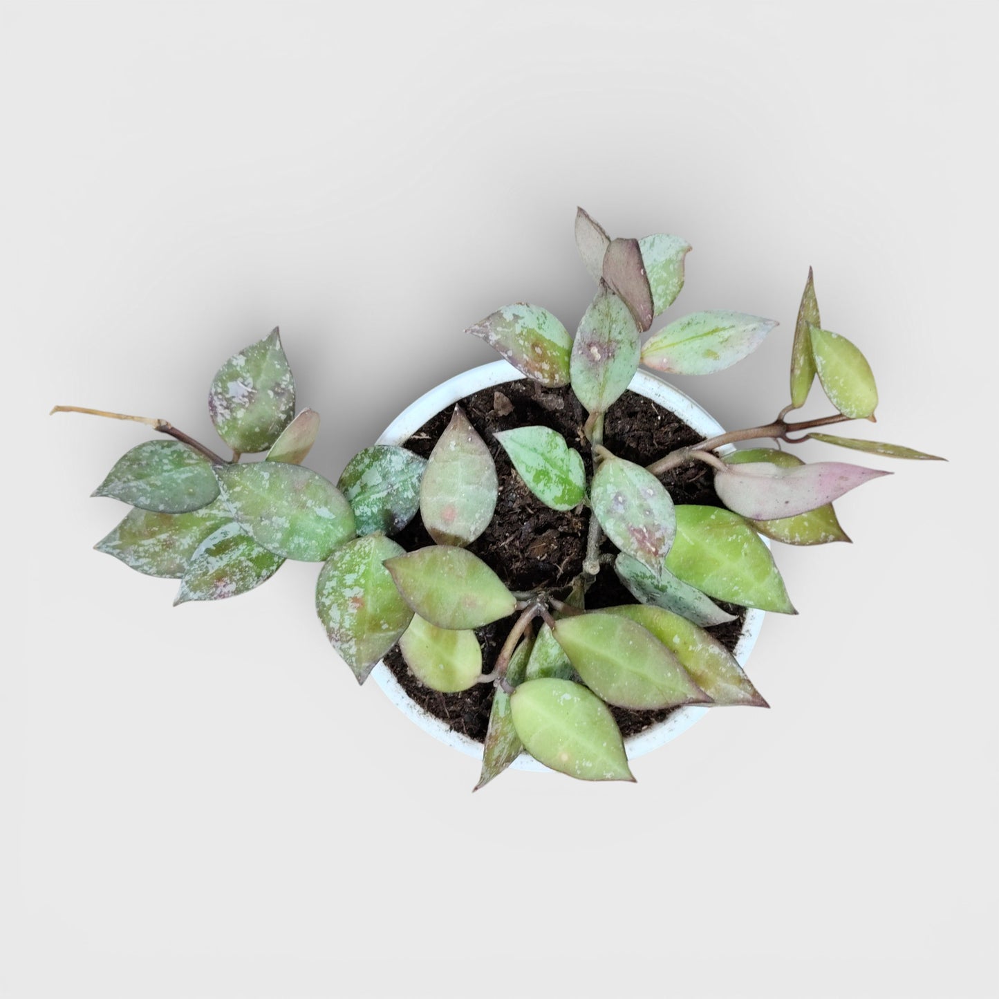 Hoya Krohniana Black Silver Live Plant – Mature, Well-Rooted Bare-Rooted Indoor Hanging Plant