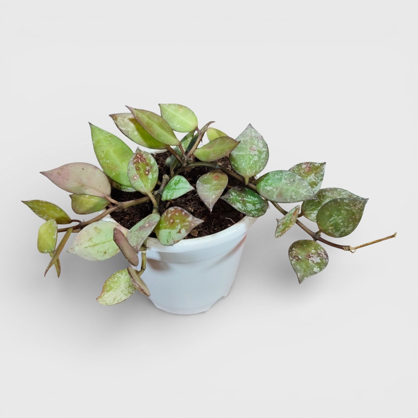 Hoya Krohniana Black Silver Live Plant – Mature, Well-Rooted Bare-Rooted Indoor Hanging Plant