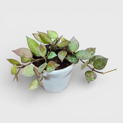 Hoya Krohniana Black Silver Live Plant – Mature, Well-Rooted Bare-Rooted Indoor Hanging Plant