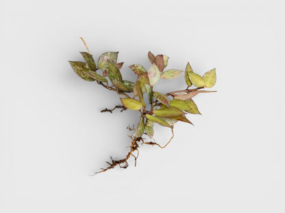 Hoya Krohniana Black Silver Live Plant – Mature, Well-Rooted Bare-Rooted Indoor Hanging Plant