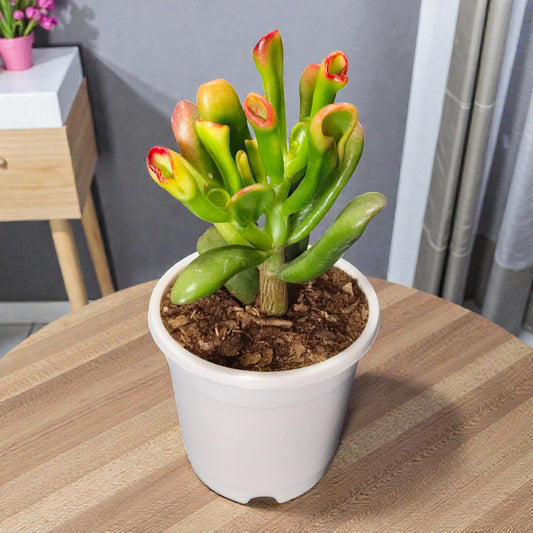 Crassula Ovata Hobbit Shrek's Ears or Ogre's Ears | Jade Succulent | Vastu Plants For Home | Bare Rooted