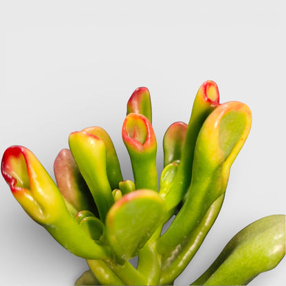 Crassula Ovata Hobbit Shrek's Ears or Ogre's Ears | Jade Succulent | Vastu Plants For Home | Bare Rooted