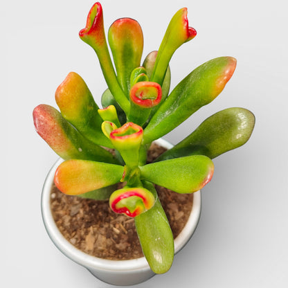 Crassula Ovata Hobbit Shrek's Ears or Ogre's Ears | Jade Succulent | Vastu Plants For Home | Bare Rooted