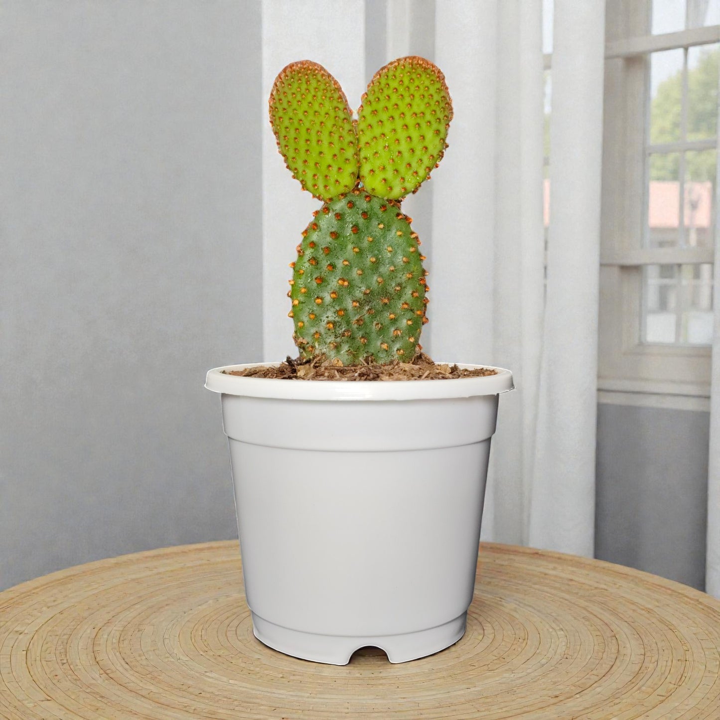 Opuntia Microdasys Red Bunny Ear Indoor Cactus | Bare Rooted