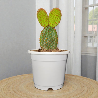 Opuntia Microdasys Red Bunny Ear Indoor Cactus | Bare Rooted