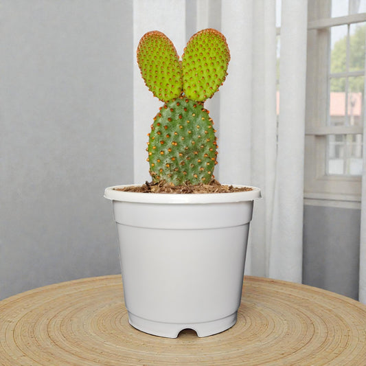 Opuntia Microdasys Red Bunny Ear Indoor Cactus | Bare Rooted