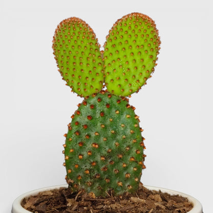 Opuntia Microdasys Red Bunny Ear Indoor Cactus | Bare Rooted