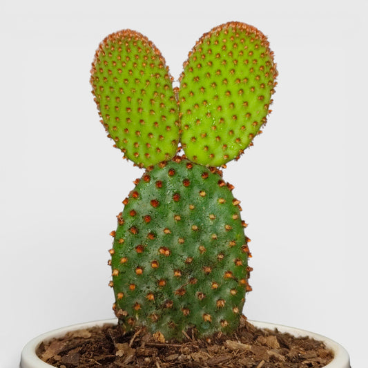 Opuntia Microdasys Red Bunny Ear Indoor Cactus | Bare Rooted