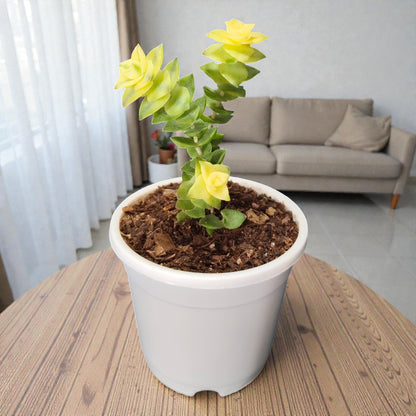 Crassula Perforata Variegated Vastu String of Buttons | Bare Rooted