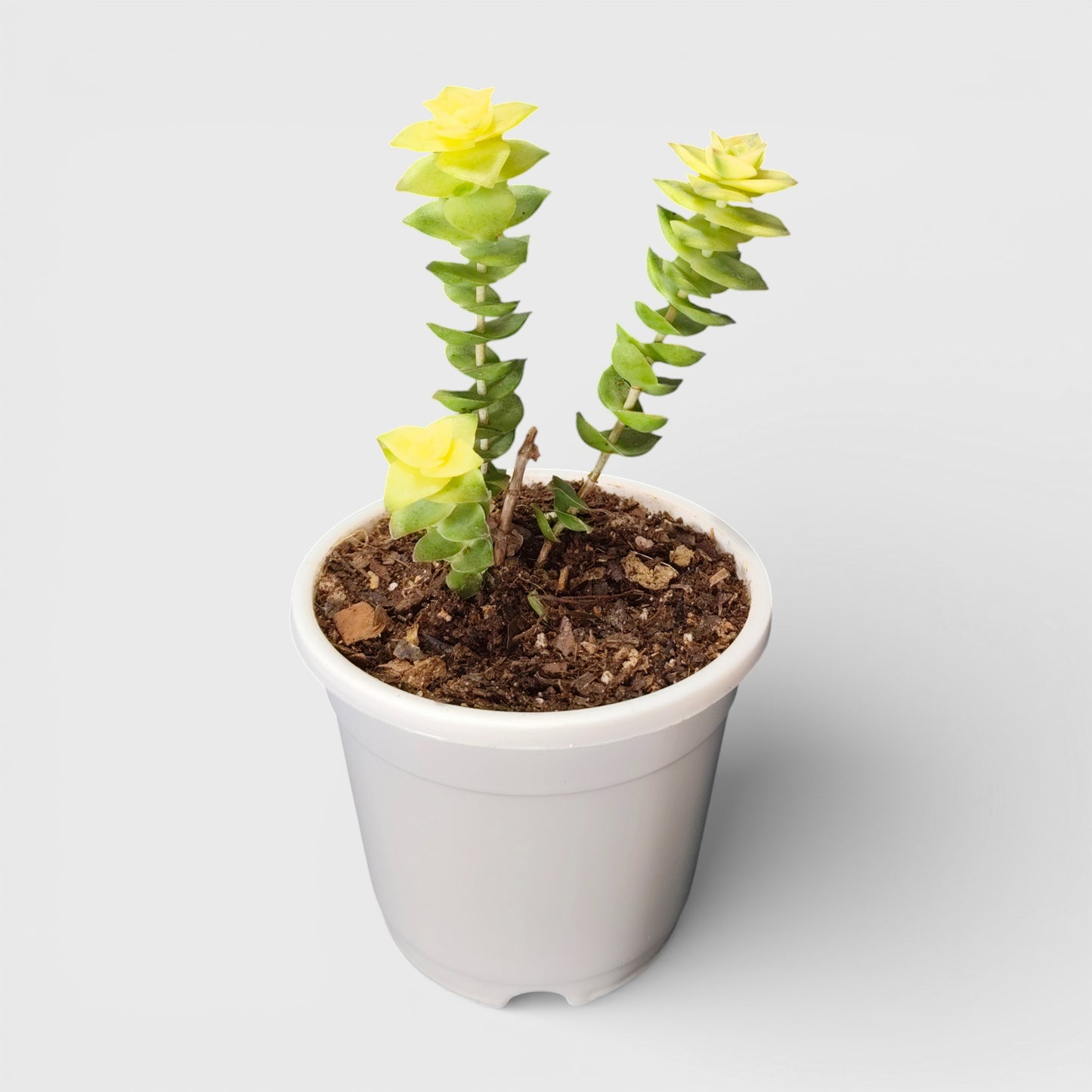 Crassula Perforata Variegated Vastu String of Buttons | Bare Rooted