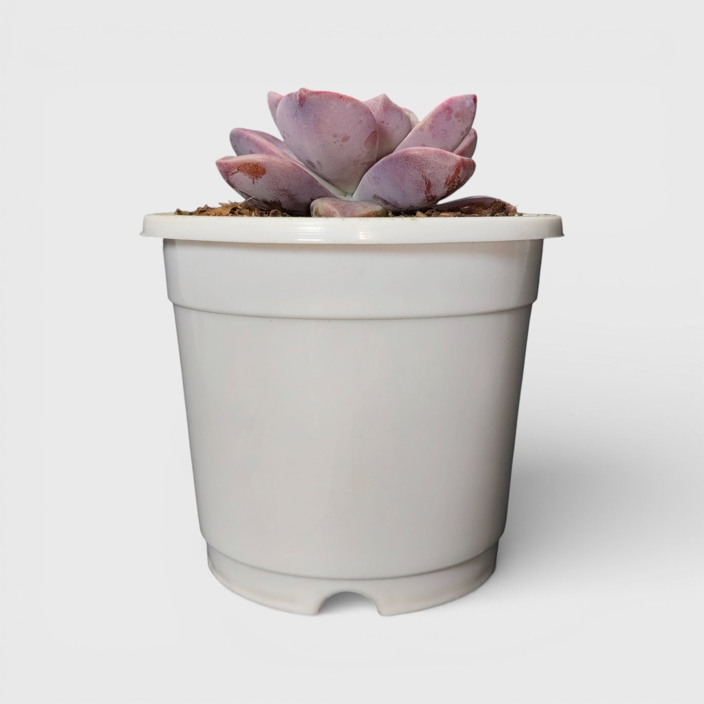 Graptopetalum Purple Delight - Bare Rooted | Indoor Decor Plant – Bare-Rooted