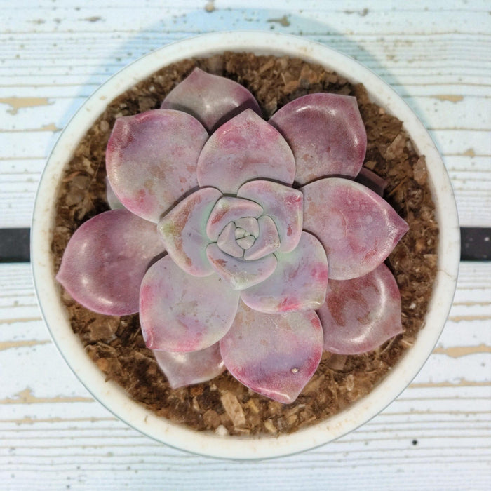Succulents