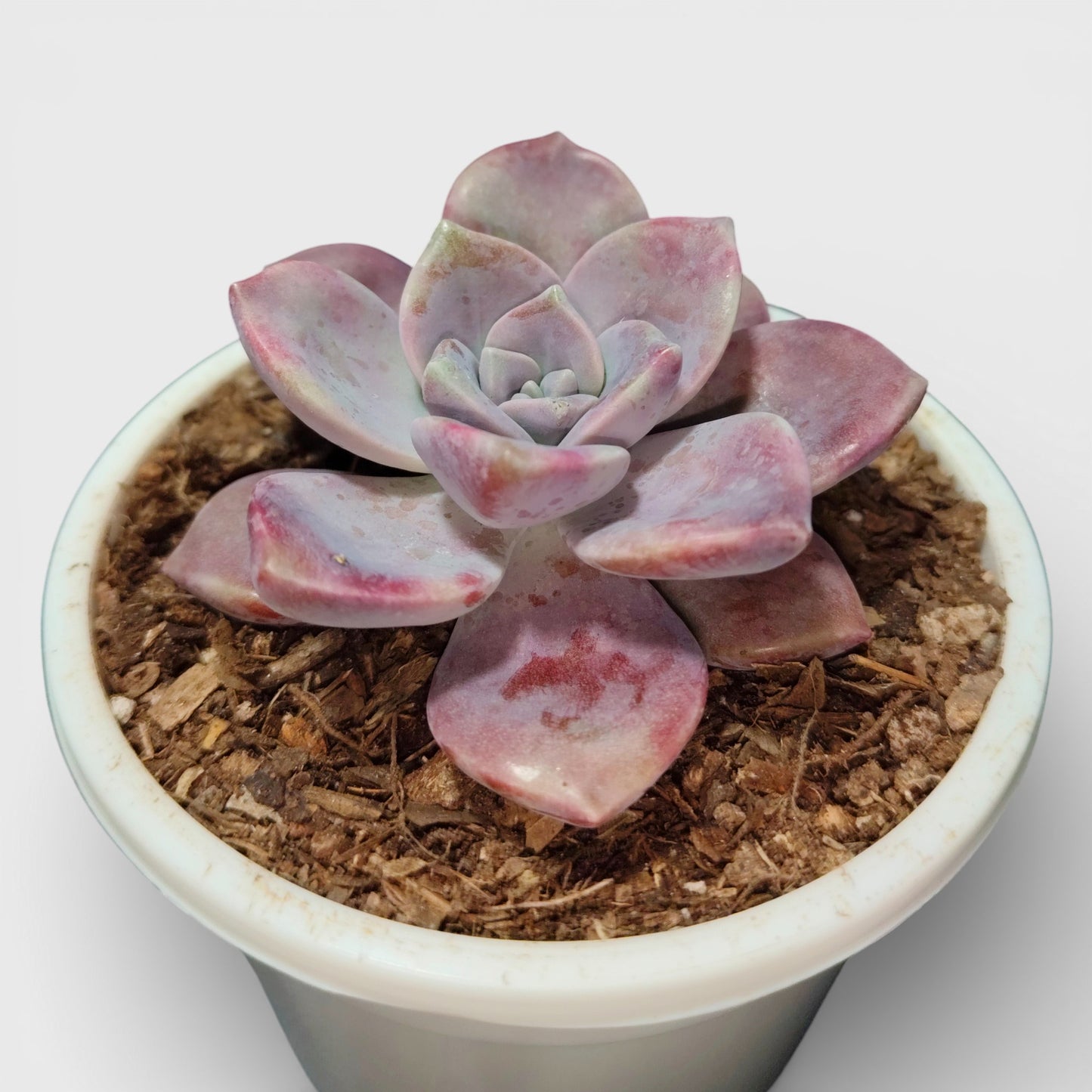 Graptopetalum Purple Delight - Bare Rooted | Indoor Decor Plant – Bare-Rooted