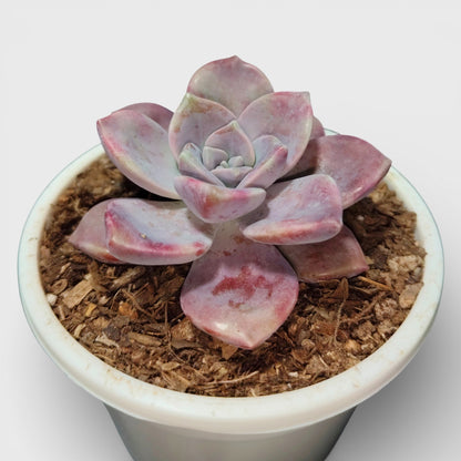 Graptopetalum Purple Delight - Bare Rooted | Indoor Decor Plant – Bare-Rooted